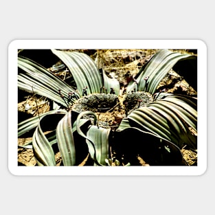 Welwitschia Plant Sticker